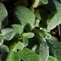 Stachys byzantina 'Silky Fleece'